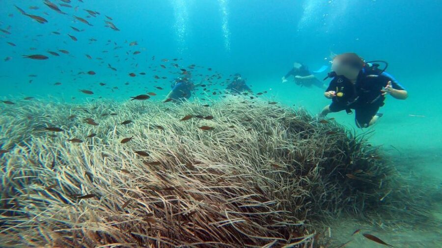 Athens East Coast: Discover Scuba Diving in Nea Makri - Logistics From Athens: How to Make the Day Easy