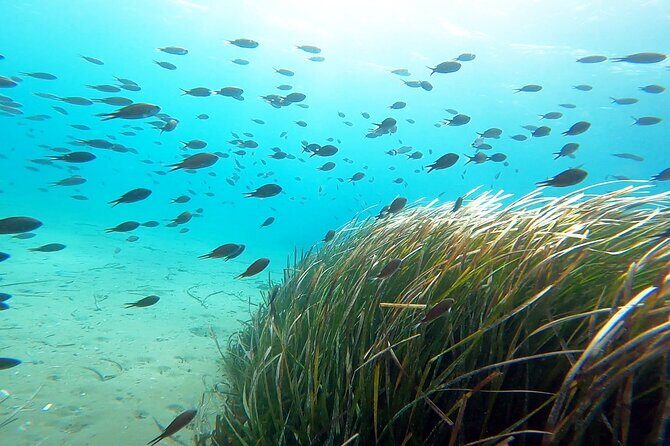 Discover Small Group Scuba Diving Experience in Nea Makri, Athens - Schinias Beach and the Water-Access Reality Check