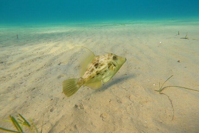 Discover Small Group Scuba Diving Experience in Nea Makri, Athens - Equipment, Photos, and That Extra Bit of Peace
