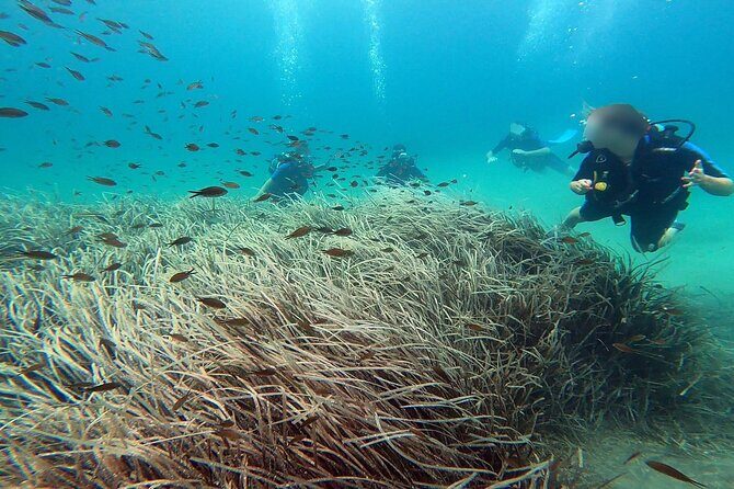 Discover Small Group Scuba Diving Experience in Nea Makri, Athens - The Instructor-First Plan: Theory, Gear, and Shallow Confidence
