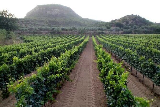 Private Excursion to Ancient Olympia - bee farm & winery - Quick reset in Olympia town: market stroll and a Greek coffee pause