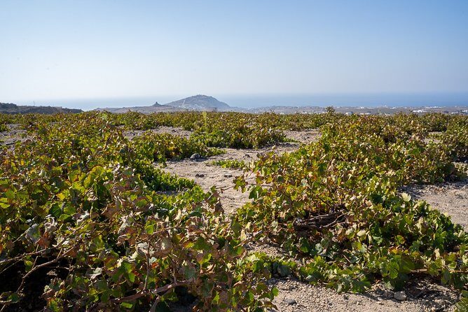 Santorini Wine Roads Tour with Wine Tastings Morning & Sunset - Key highlights worth circling