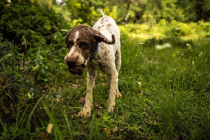 Truffle Hunting at Meteora - Following the Truffle Hunter: Where the Dogs Lead You